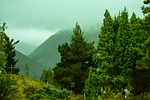 landscape, forest, trees, fog, forestry, nature, forestry, forestry, forestry, forestry, forestry