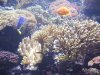 minioceanario3