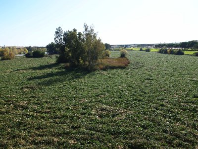 camalote3