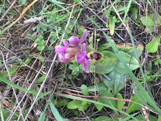 Orquídea