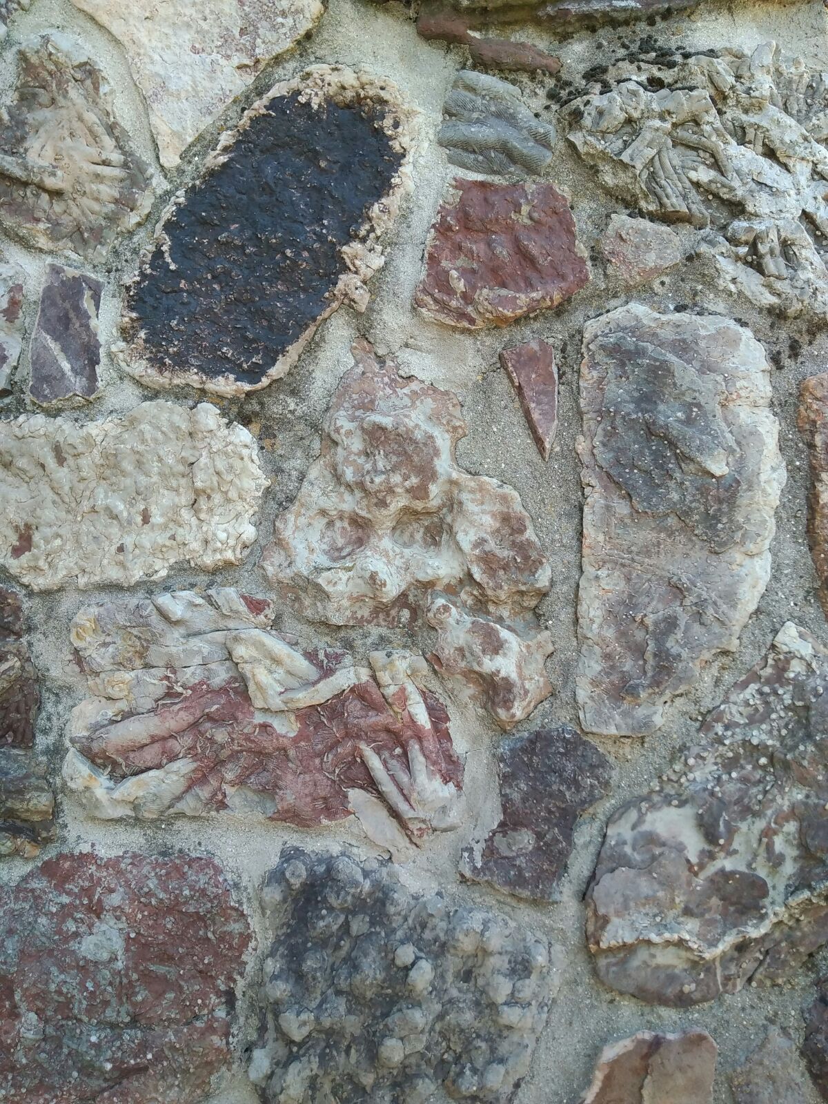 trilobites