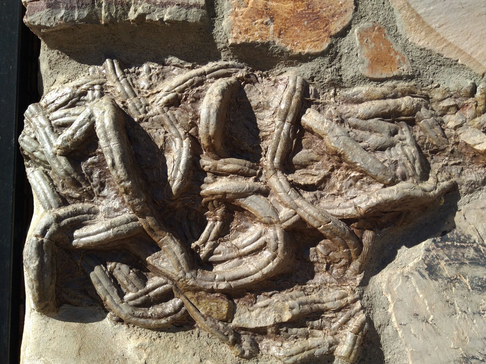trilobites2