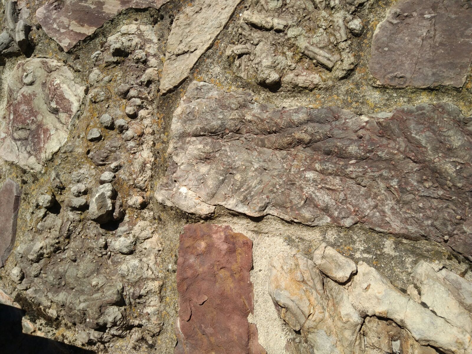 trilobites4