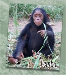 thumb lemba