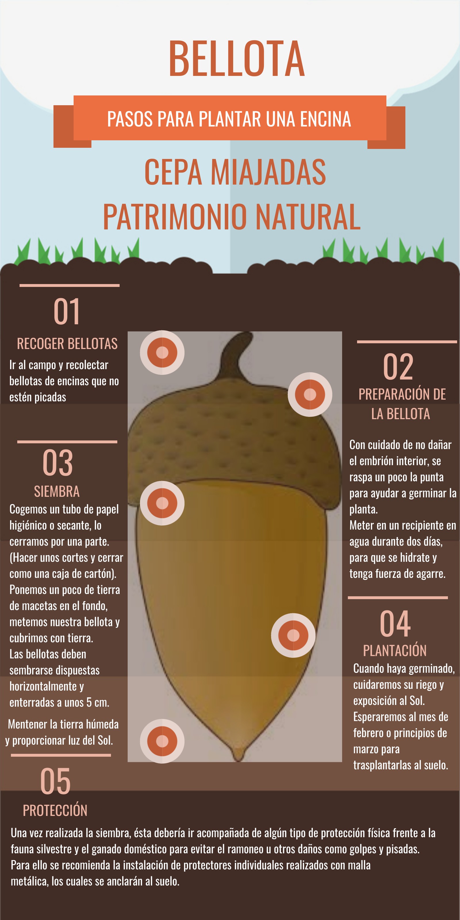 Infografía Pasos para plantar