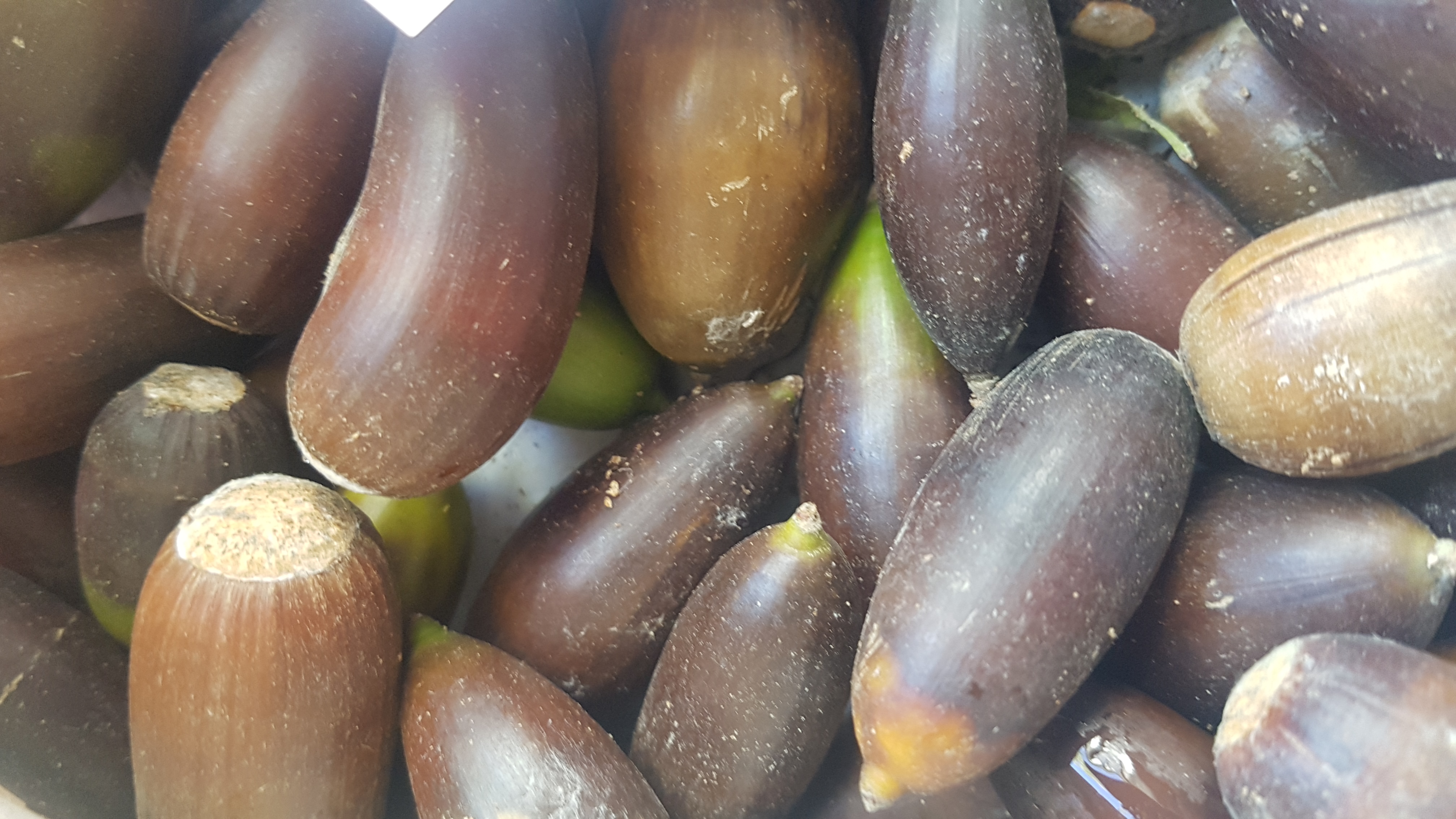 bellotas