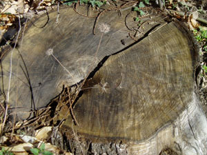 p3080019 p3080019