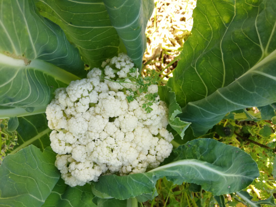 rcoliflor