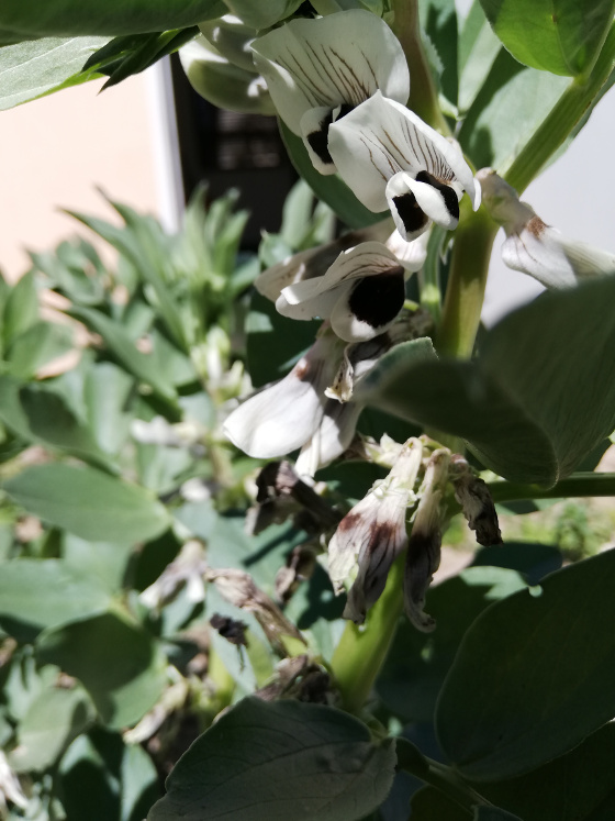 rhabasflor