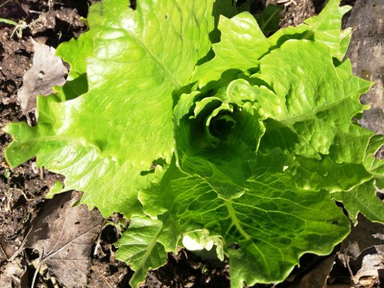 rlechuga