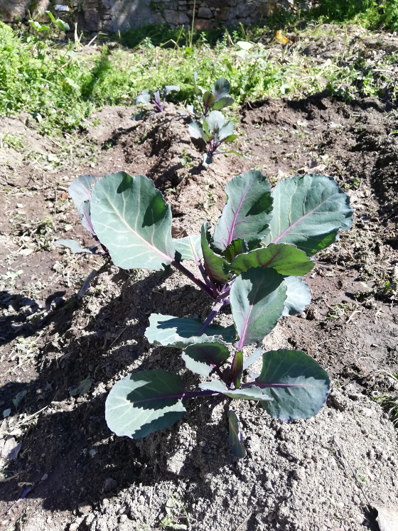 rlombarda