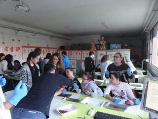 f ddc 2