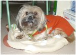 protectoranimales