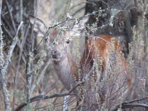 Bambi en Cíjara2