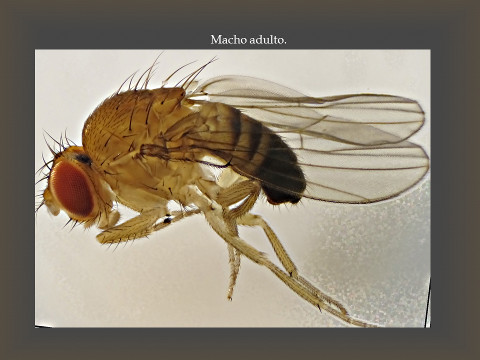 mosca