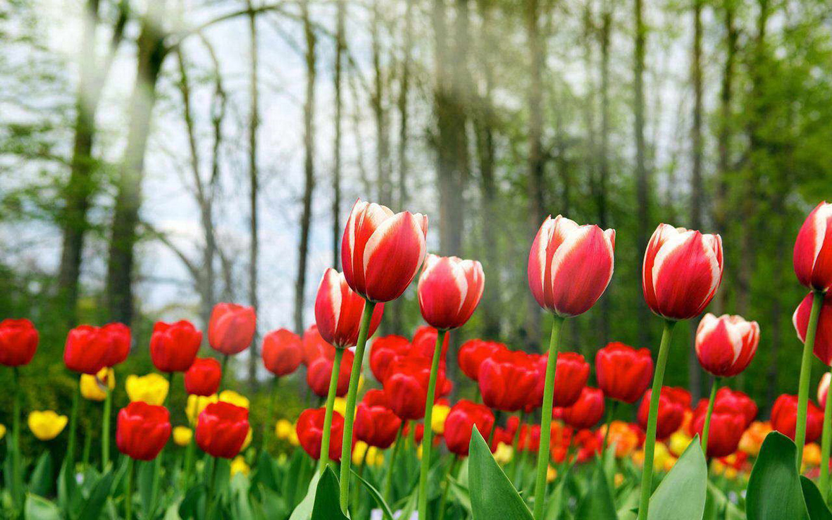 tulipanes 2